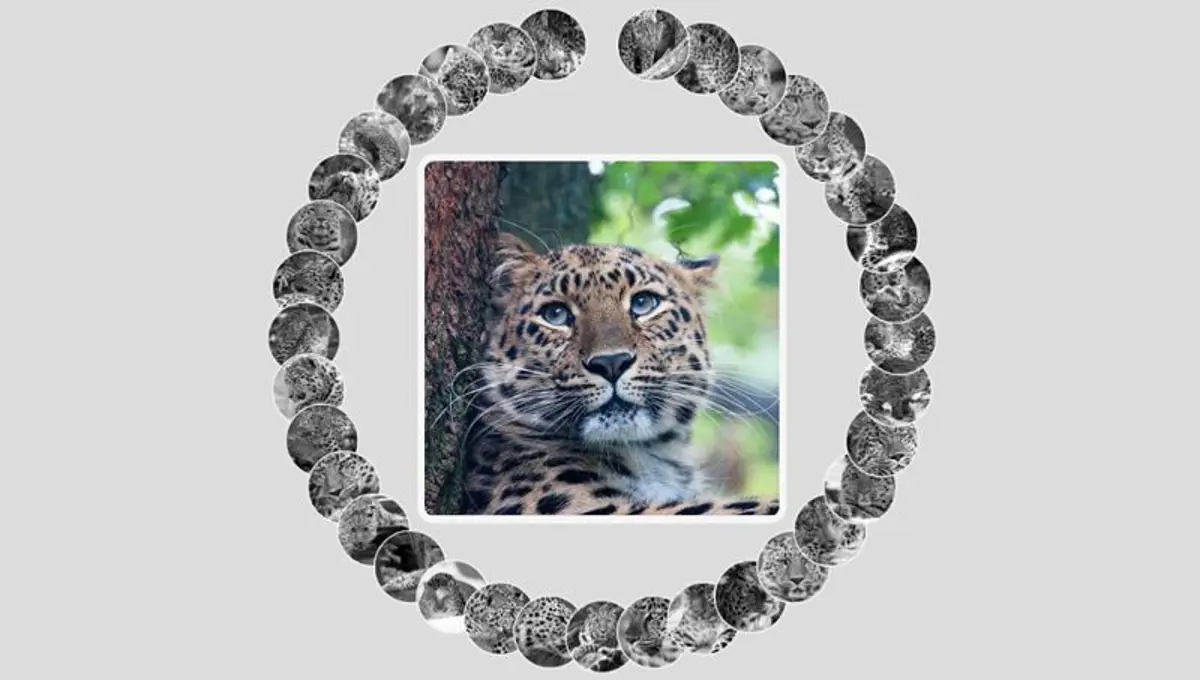 Amur Leopard Image Gallery With Css Vars screenshot