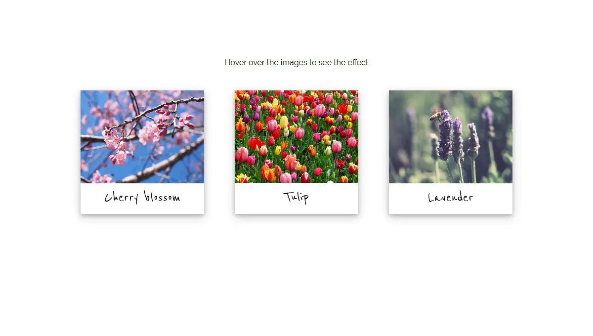 HTML & with CSS - Picture Cards - Figure & Figcaption example : CSS Mix