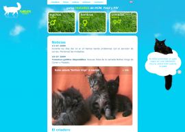 Maine Coon